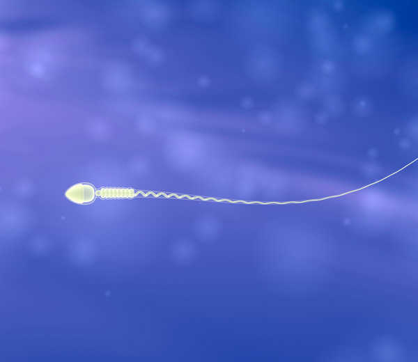 La longitud de los telómeros del esperma no condiciona la fertilidad masculina