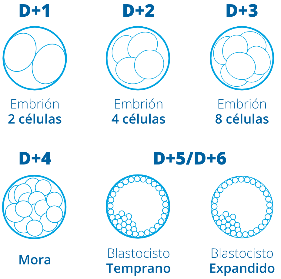 Cultivo y transferencia a blastocisto